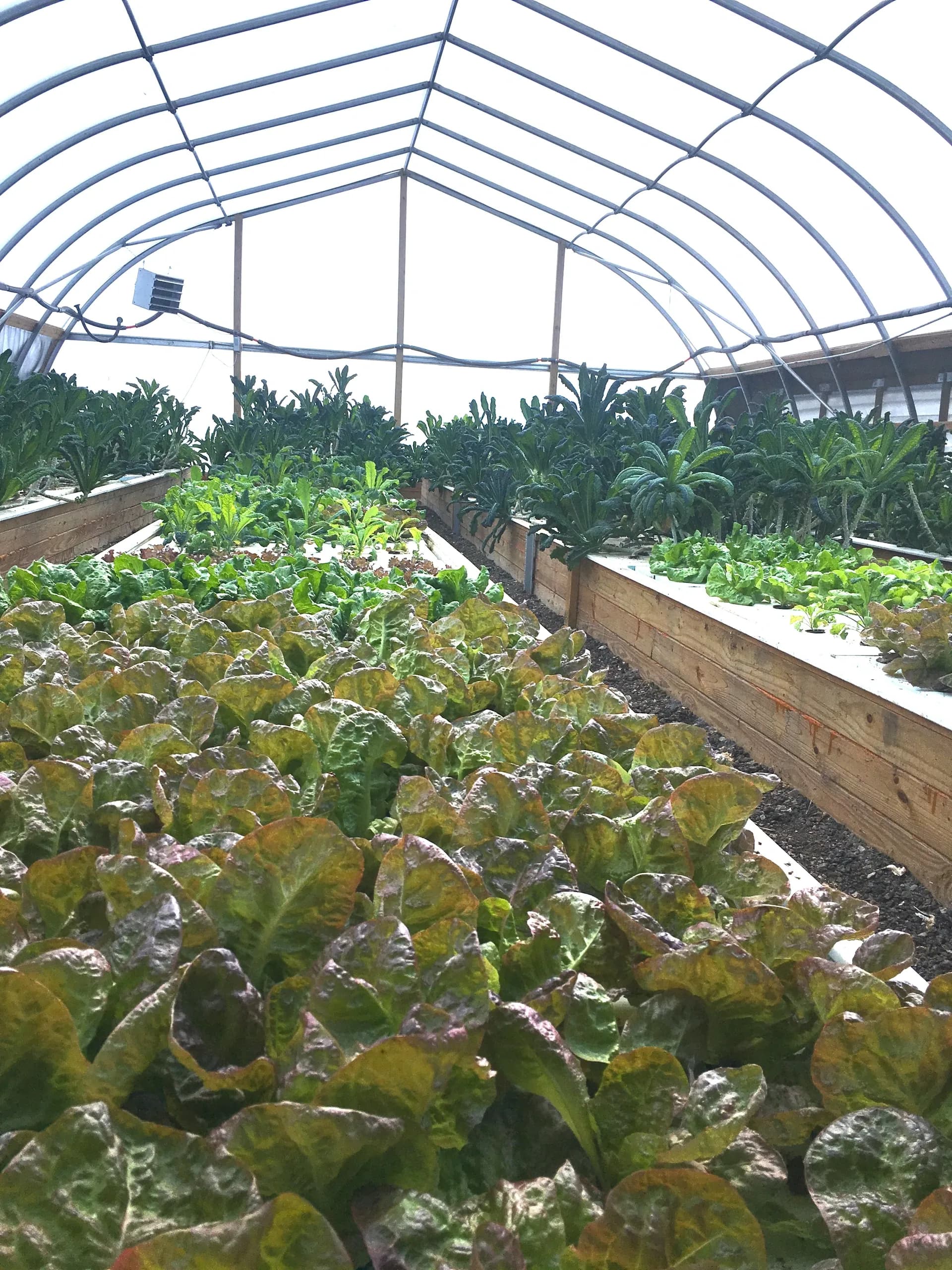 Fresh Harvest Farms