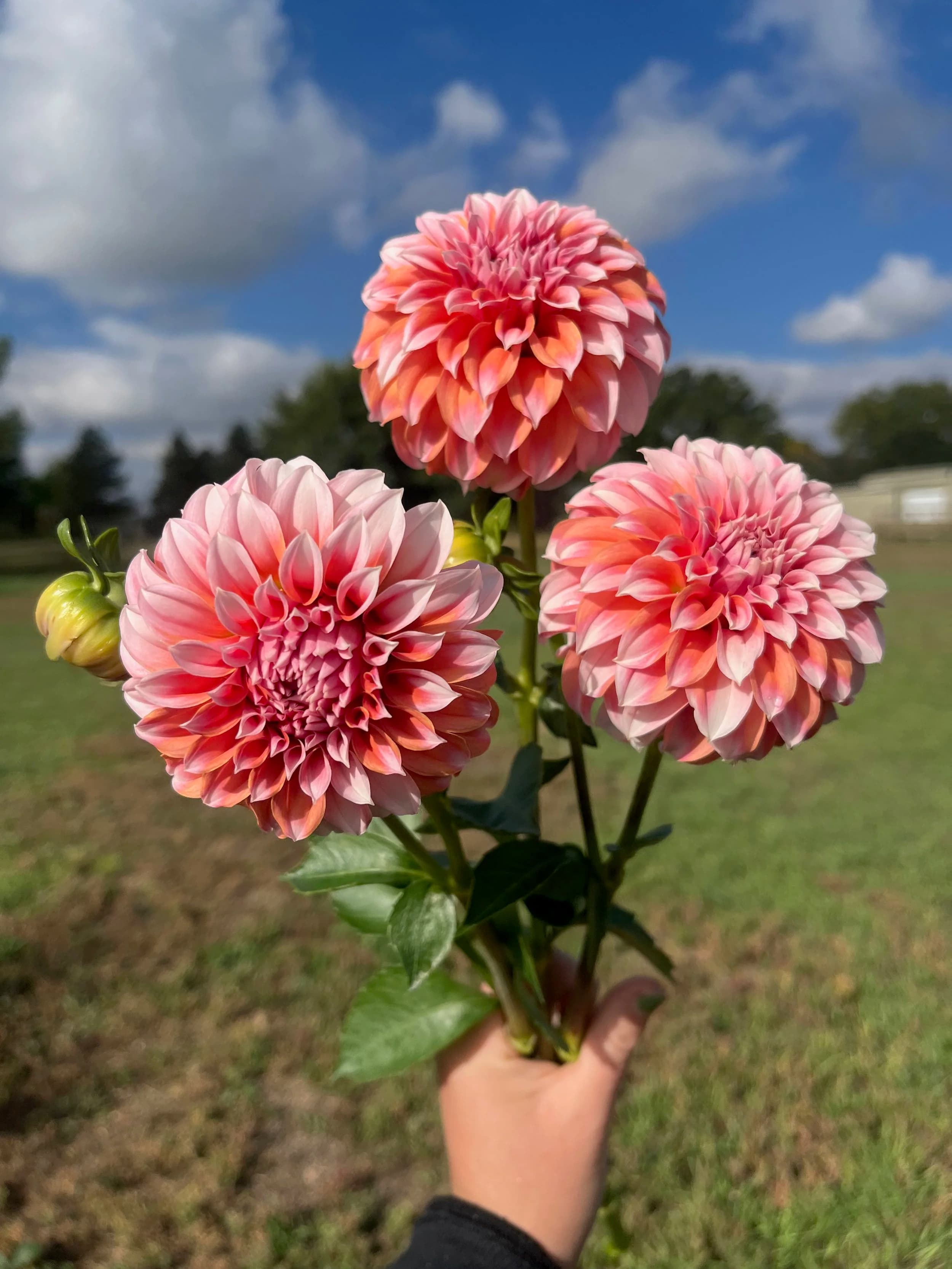 Front Range Flower Farm photo 2