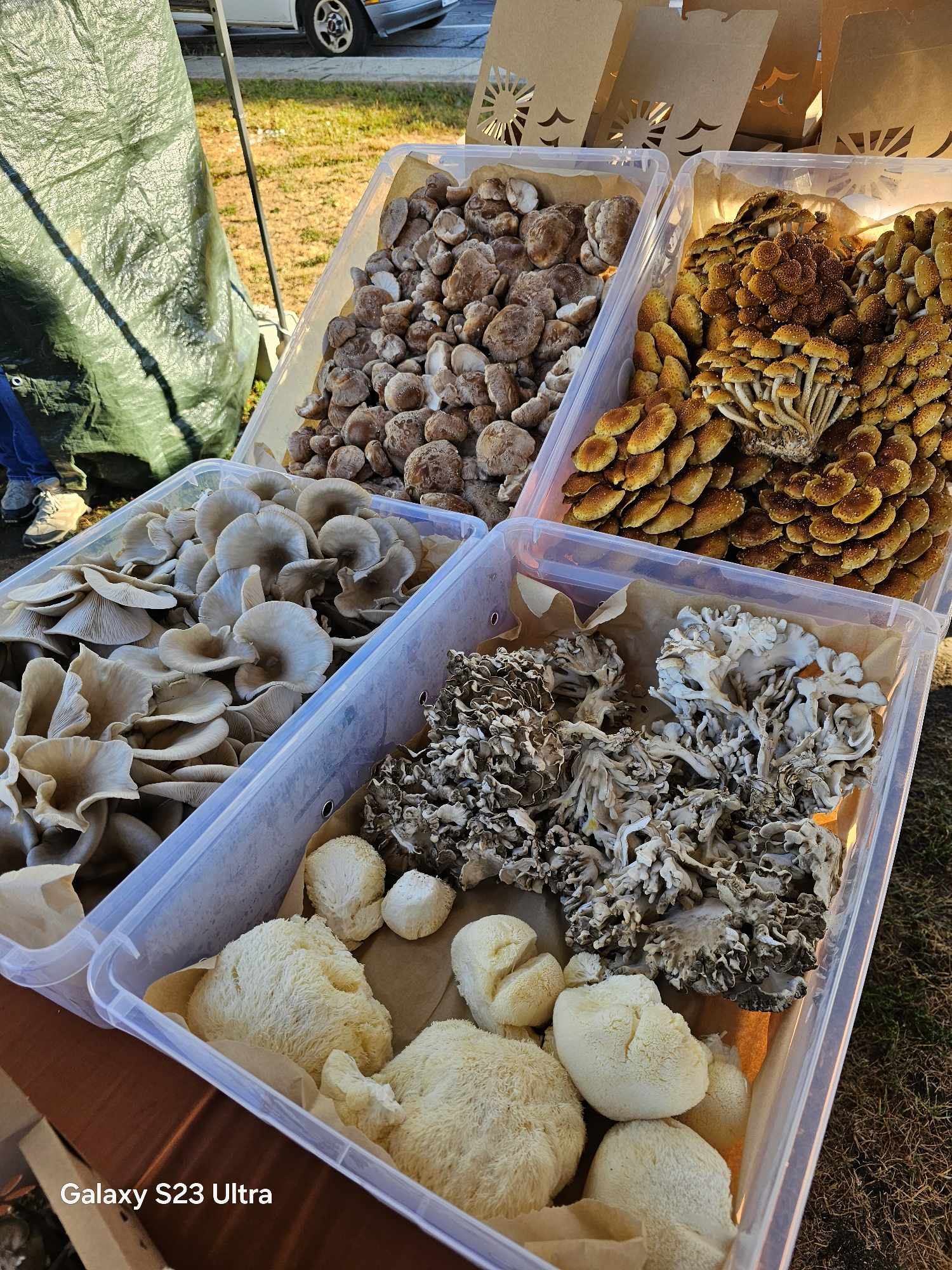Fruit of the Shroom
