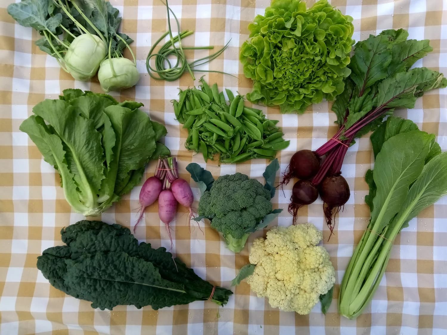 Full Circle CSA