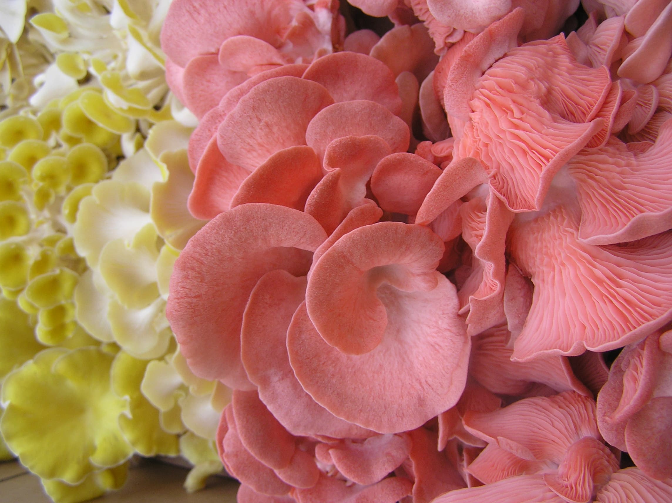 Fungi Farmers