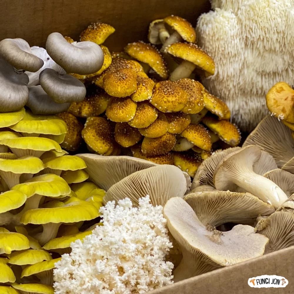 Fungi Jon