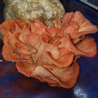 Fungified Farm