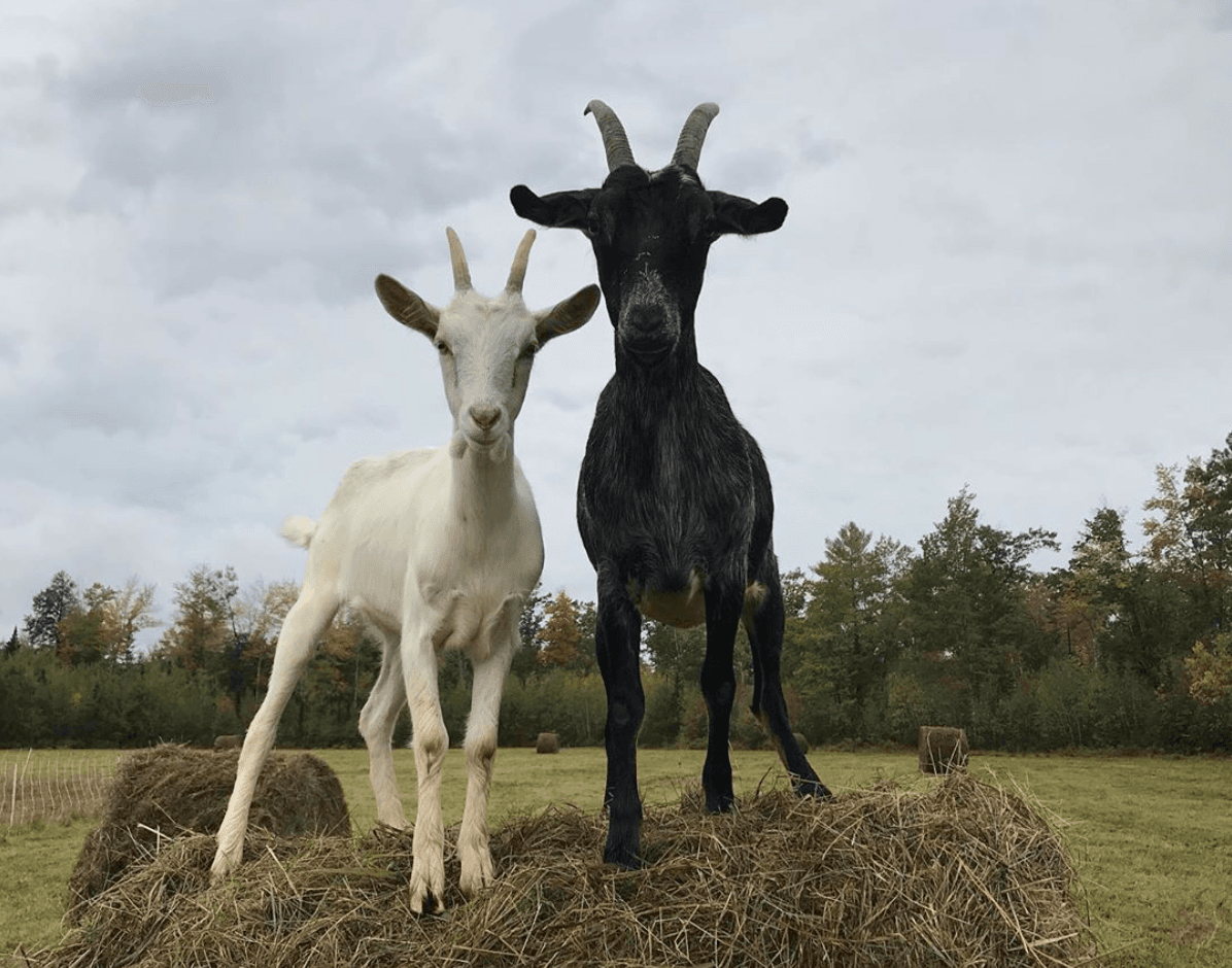 Fuzzy uDDER CREAMERY
