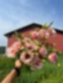 Garden at the Farm Flower Co.