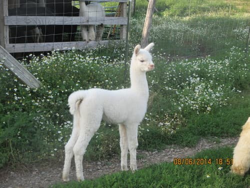 Gentle Breeze Alpacas