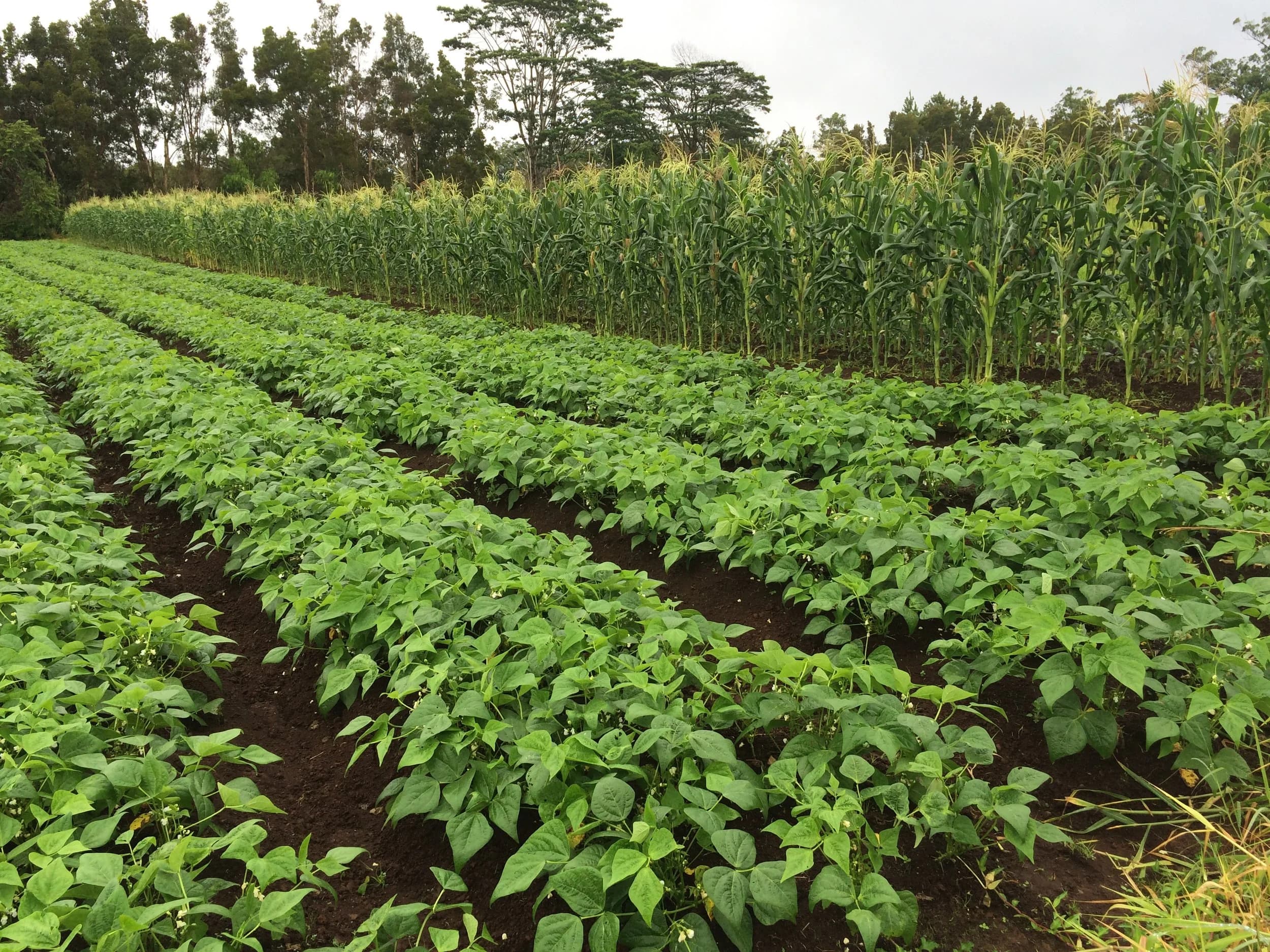 Ginger Ridge Farms