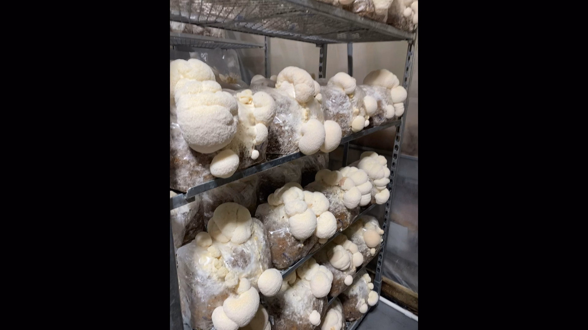 Give and Grow Mushrooms
