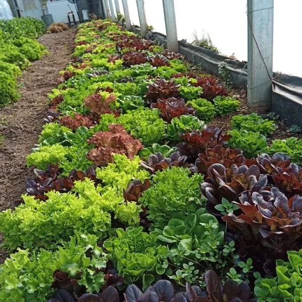Gladheart Farm