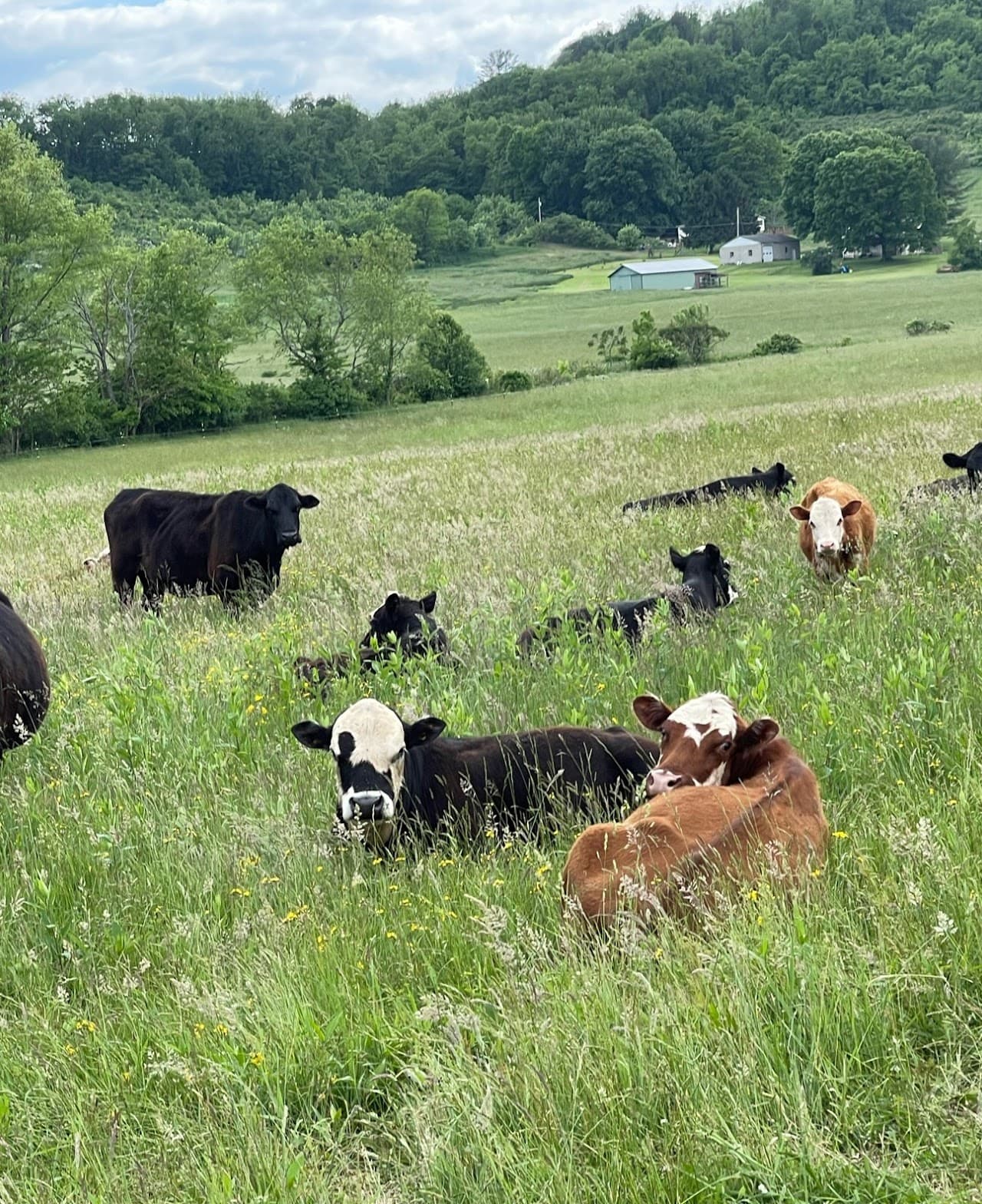 Gnatsville Farm Kitchen