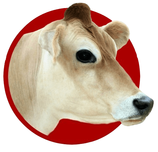Golden Rule Dairy