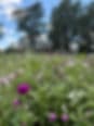 Gracie's Flower Patch photo 2