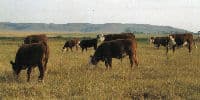 Grassfed Meat