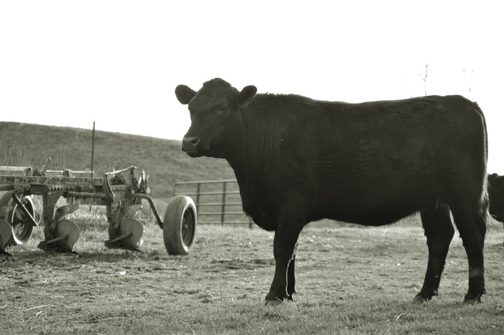 Grateful Grazers Farm