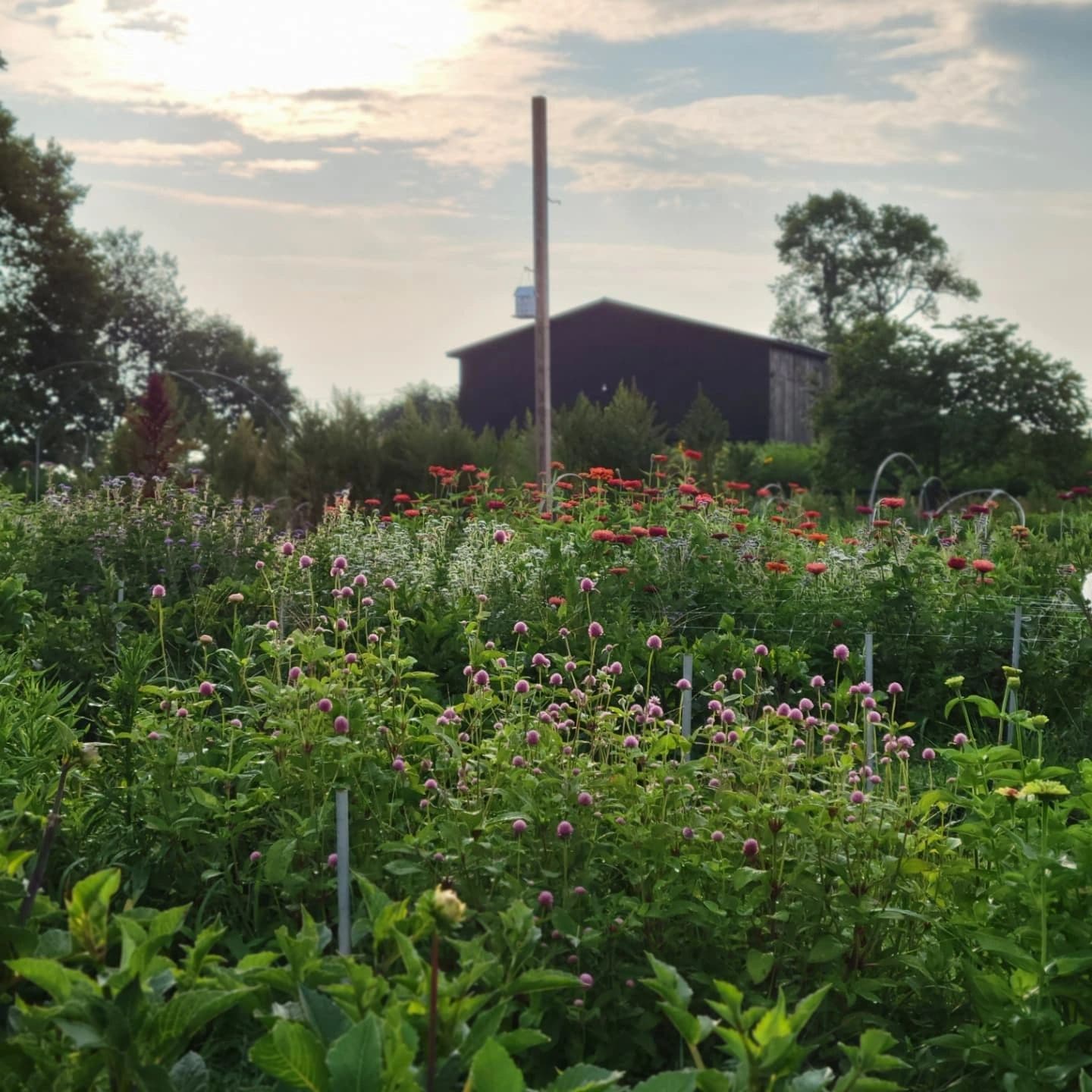 Gray Arbor Farm photo 2