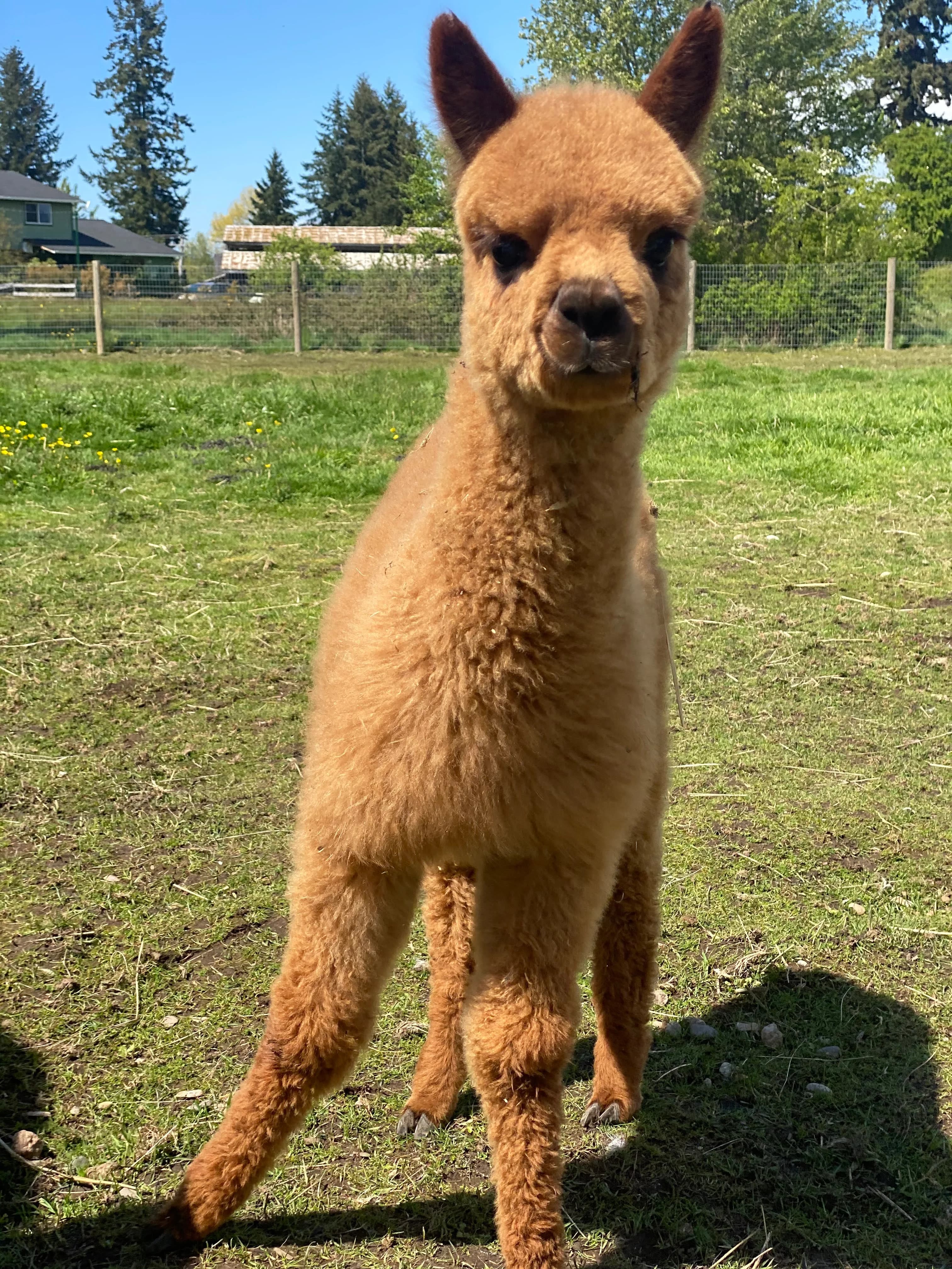Green Apple Alpacas