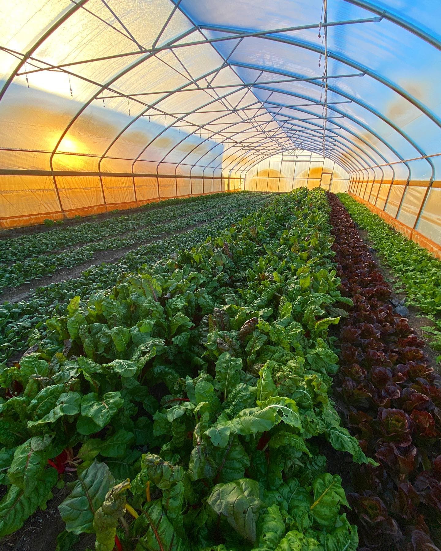 Green Earth Harvest photo 2
