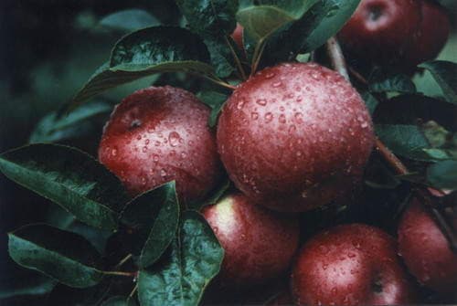 Green Mountain Orchard