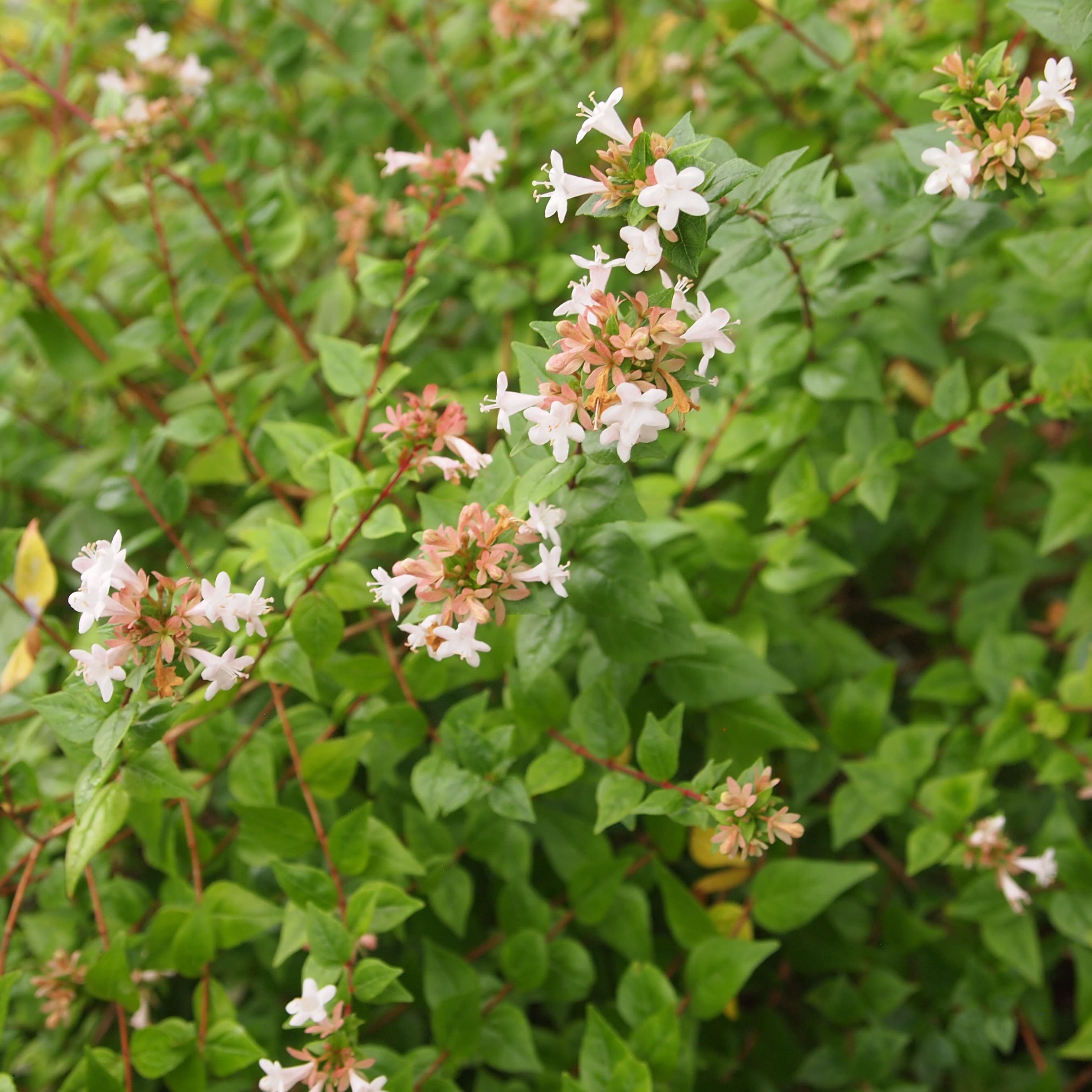 Greenbank Plant Nursery