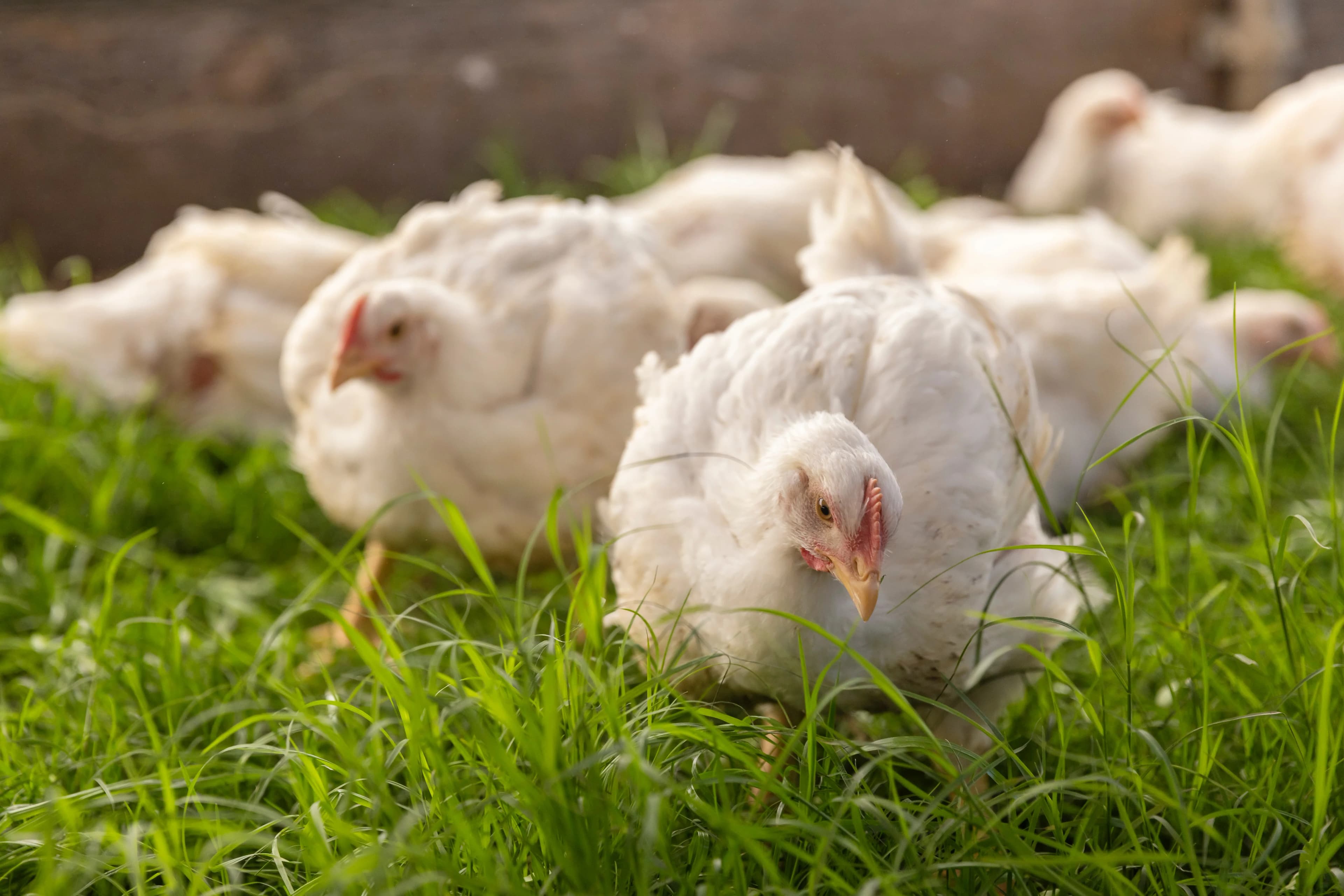 Greener Pastures Chicken