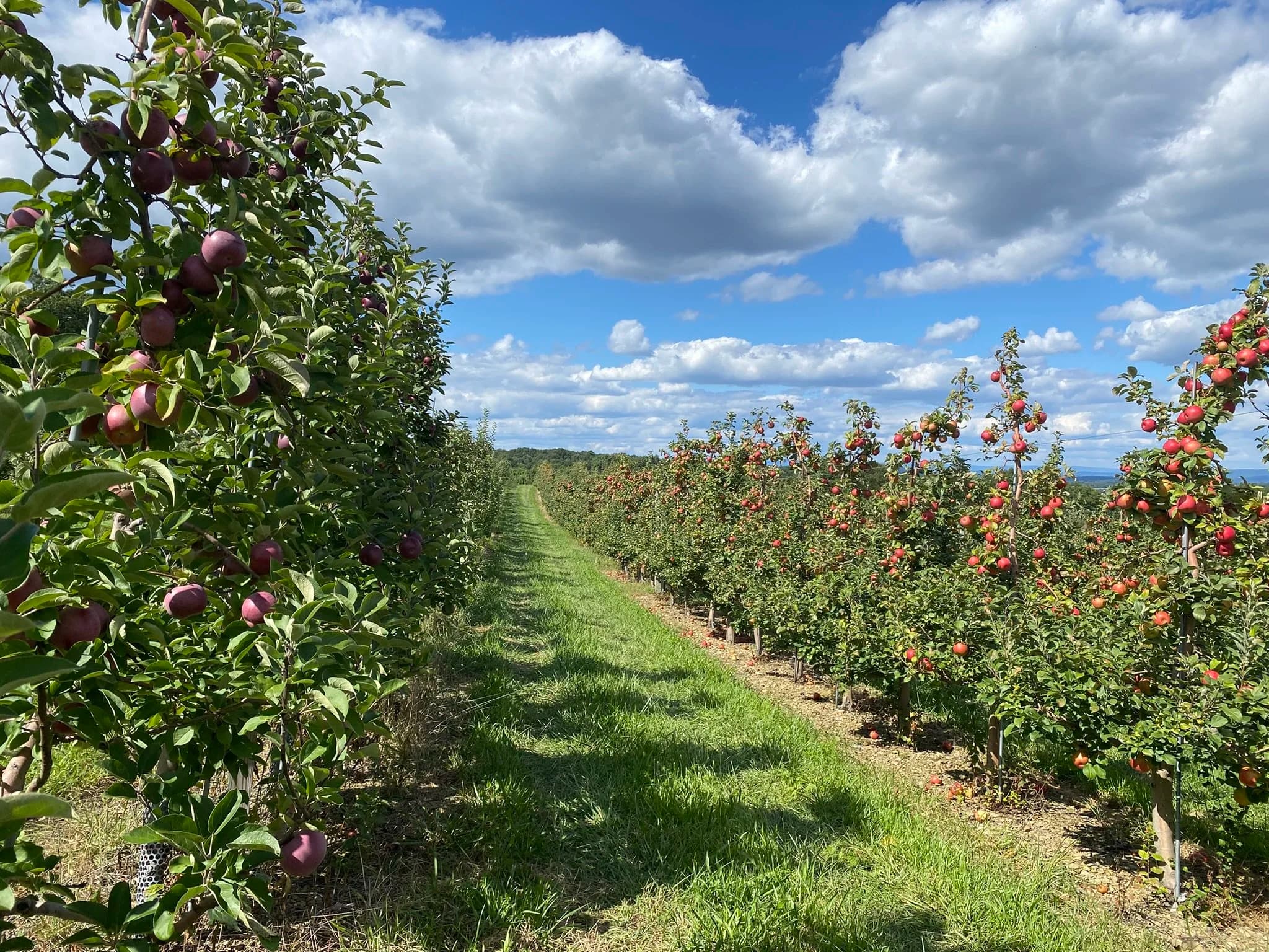 Green's Fruit Farm