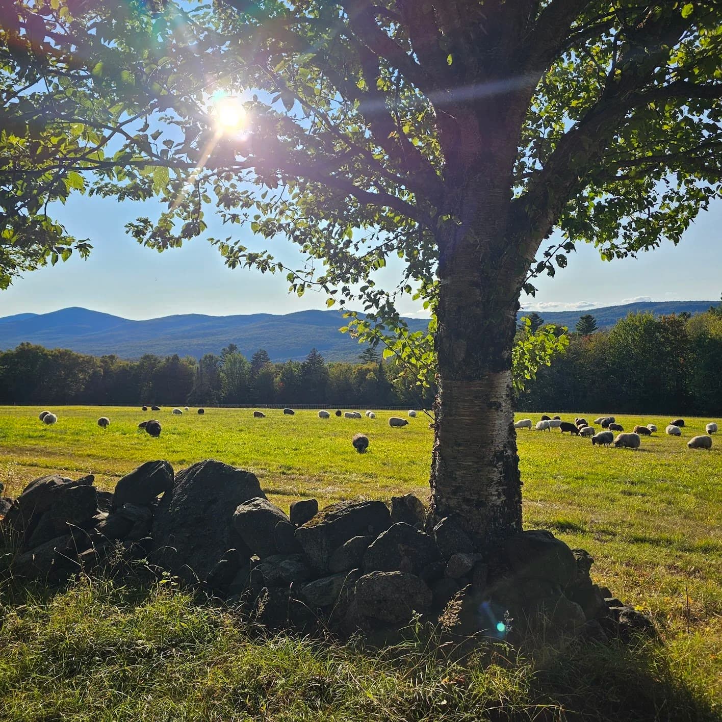 Greywether Farm
