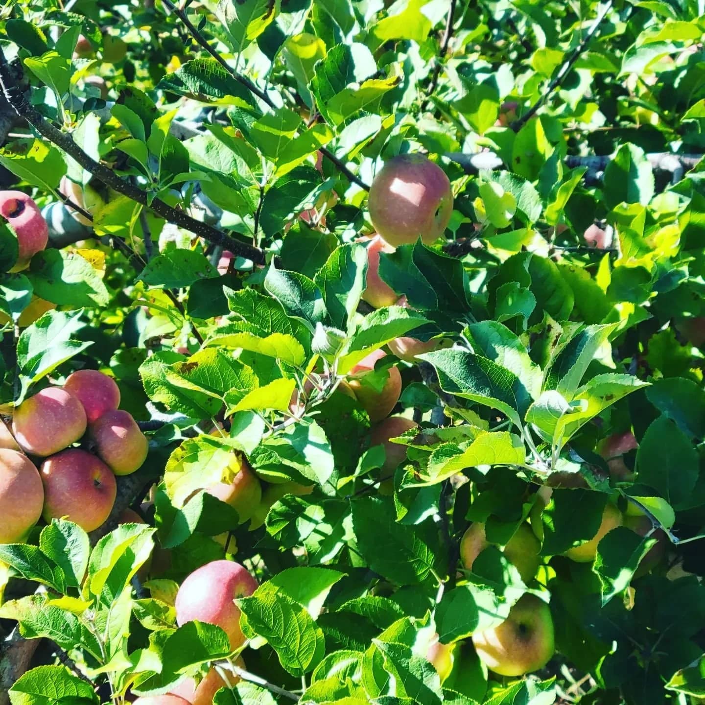 Gross' Orchard