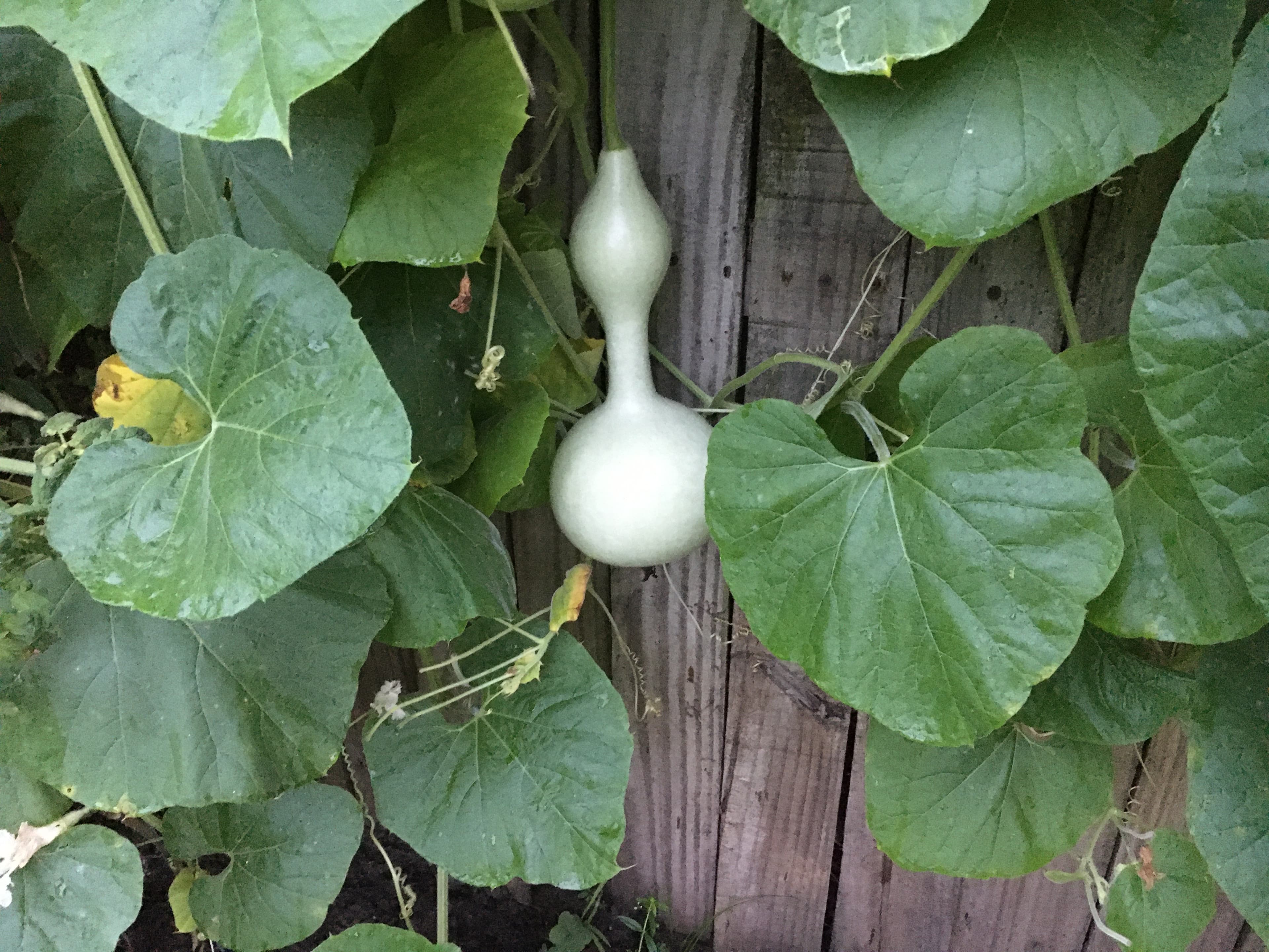 Grow Earthy