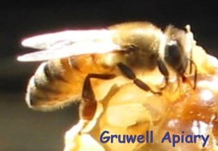 Gruwell Apiary