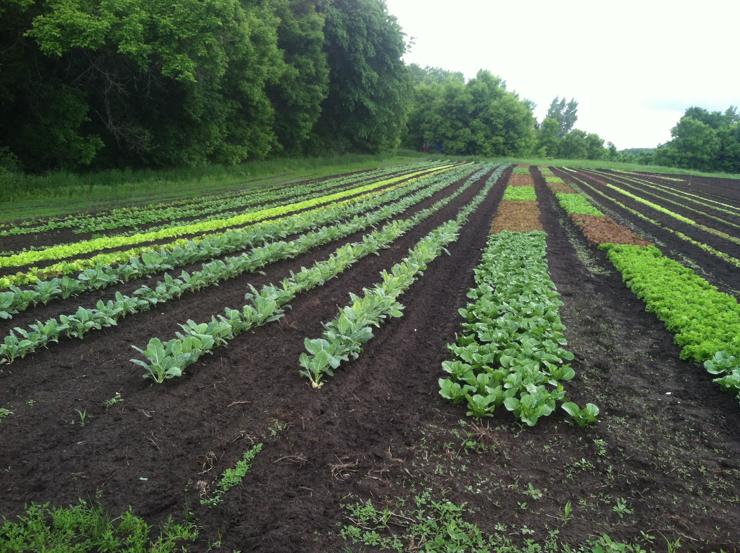 Guldan Family Farm