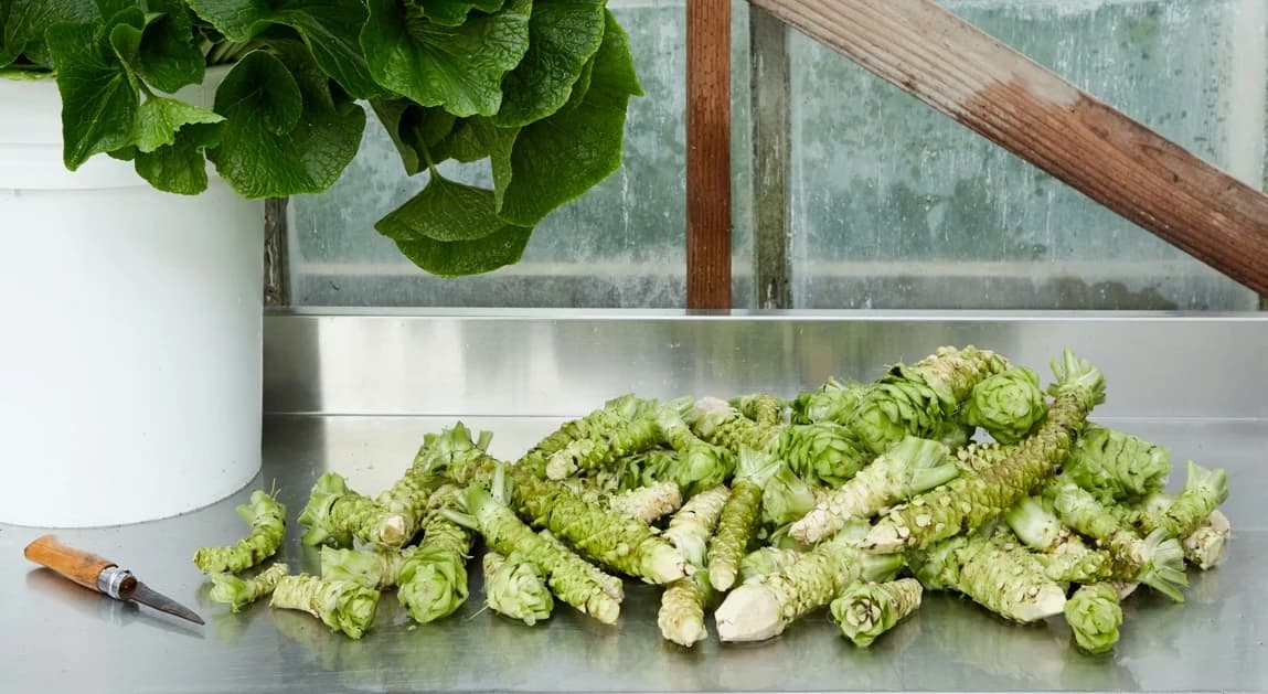Half Moon Bay Wasabi