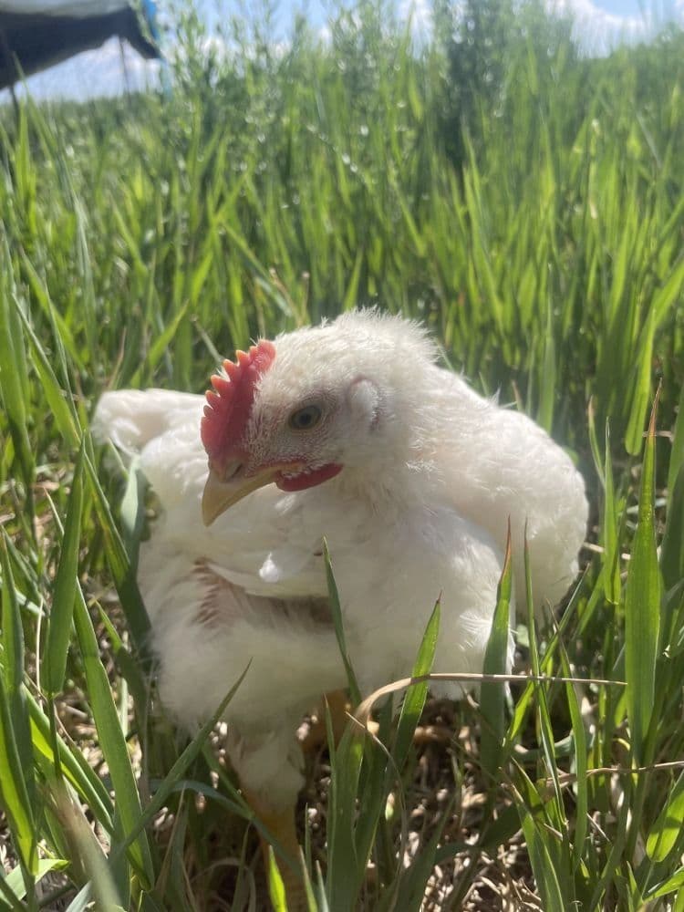 Hanks Hens photo 2