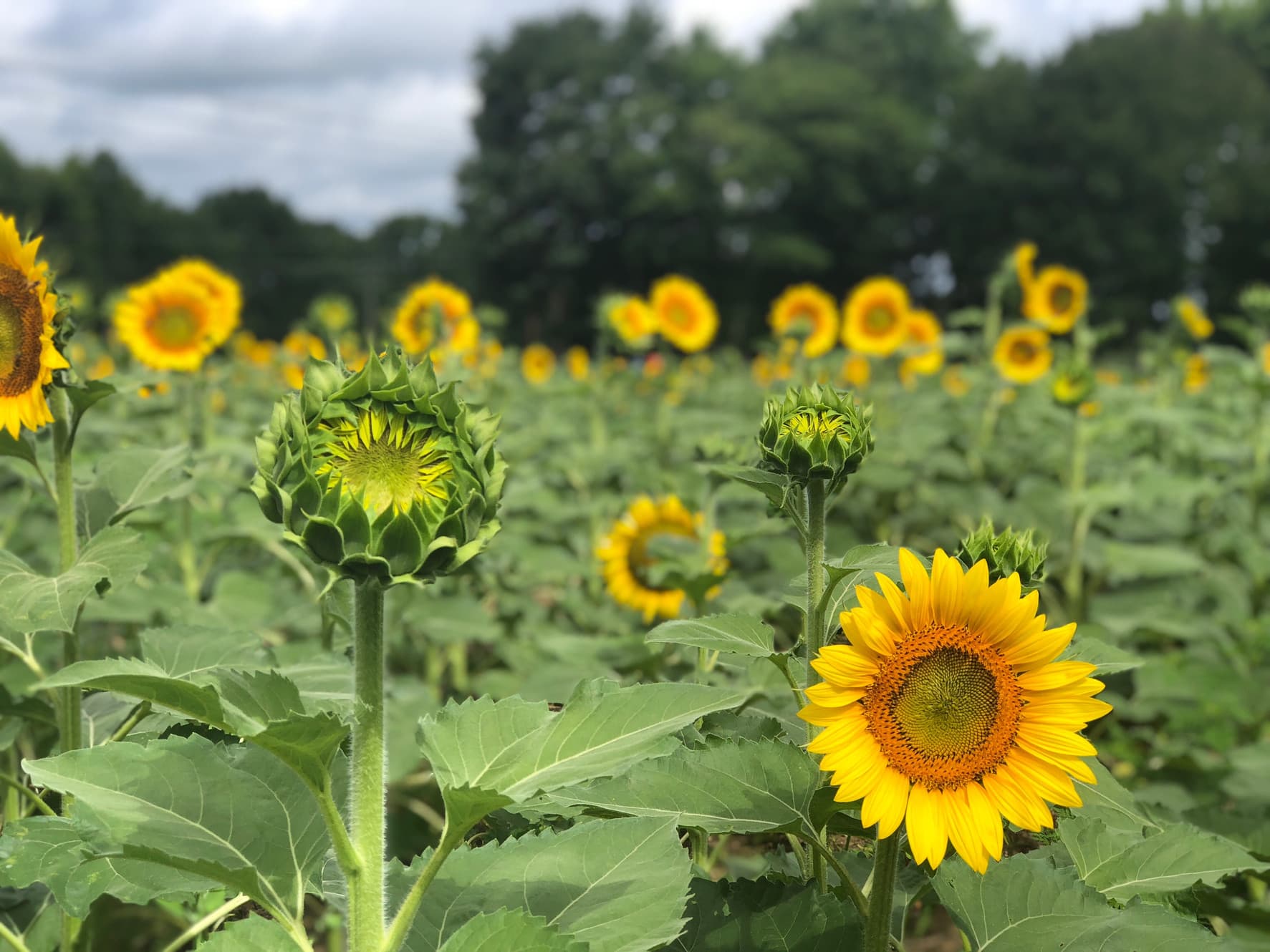 Happy Day Farm photo 2