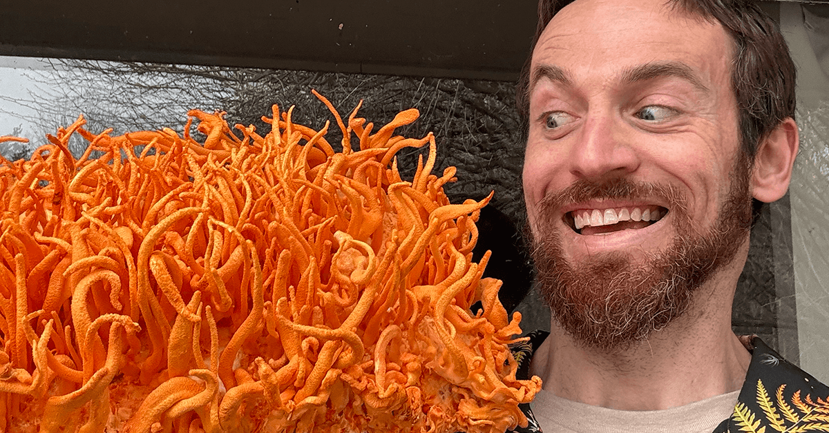 Harder Mushrooms photo 2