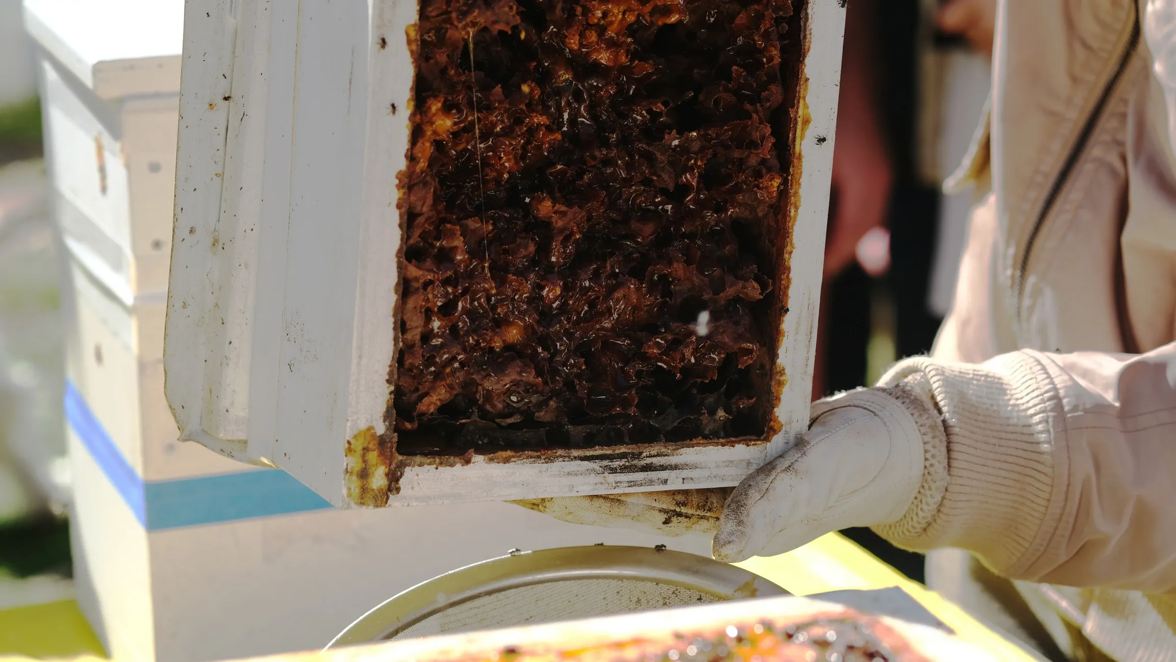 Hardesty Honey
