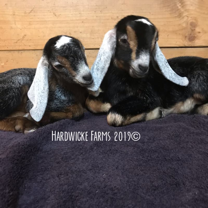 Hardwicke Farms