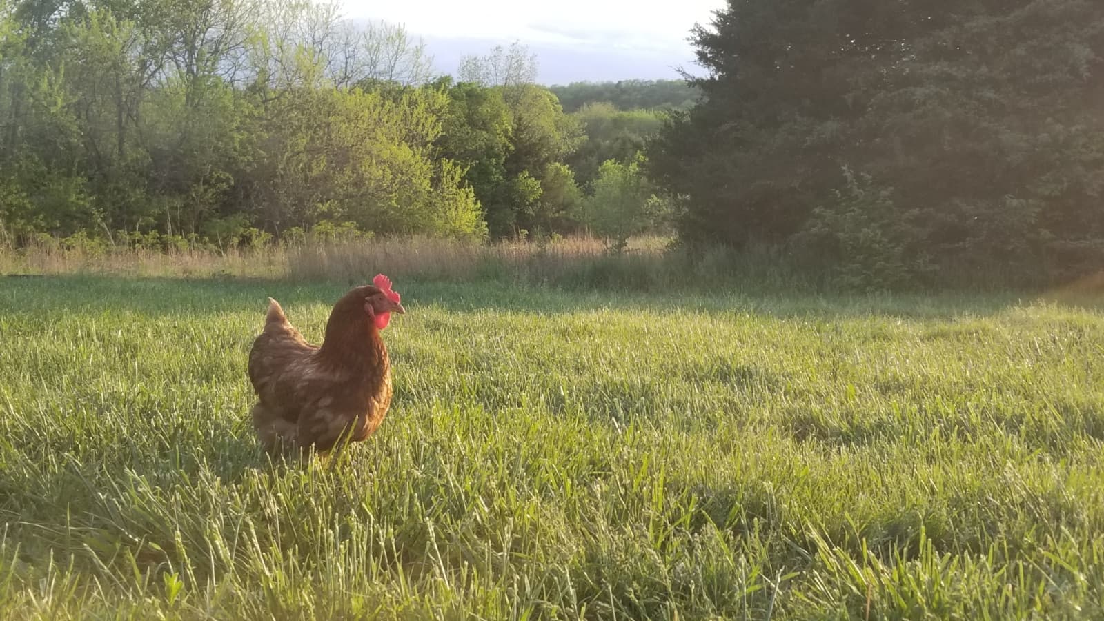 Hawk N Cat Farm photo 2
