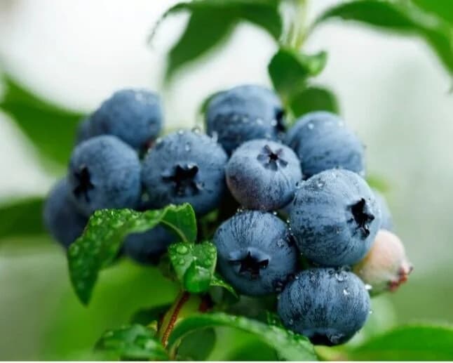 Hazen's Blueberry Farm photo 2