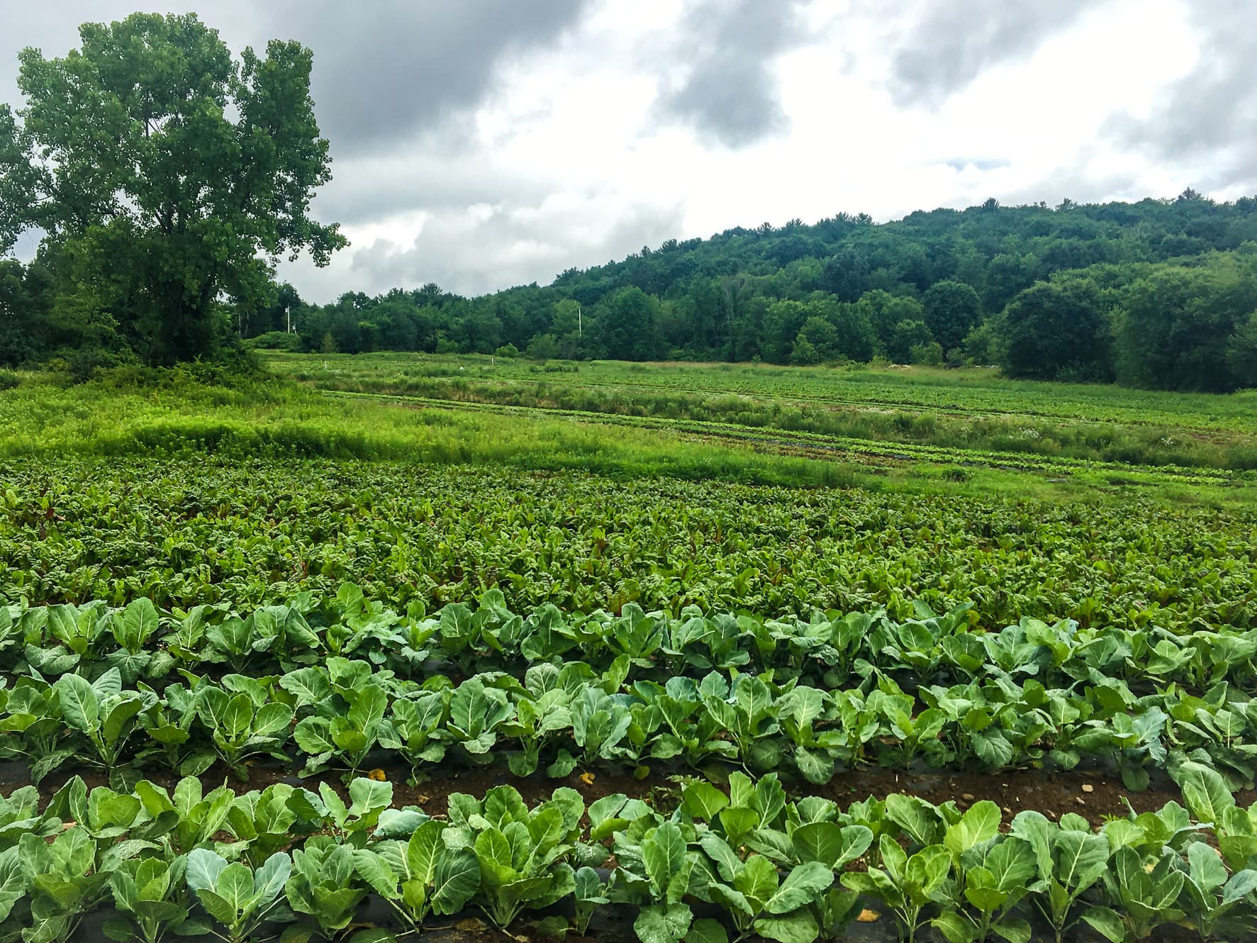 Heavens Harvest Farm photo 2