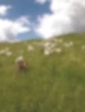 Herondale Farm