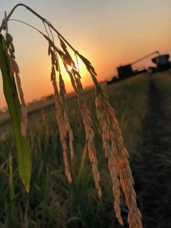 HG Rice Mill photo 2