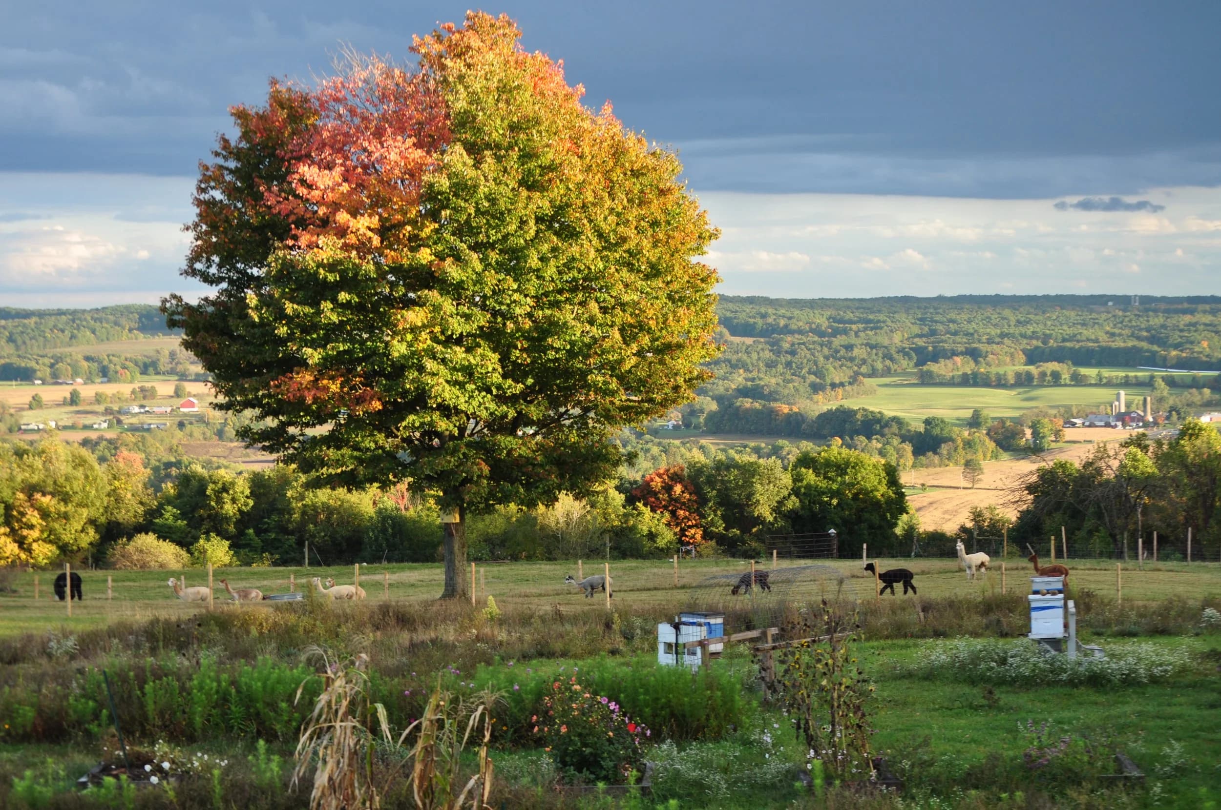 Highland Farm and Garden photo 2