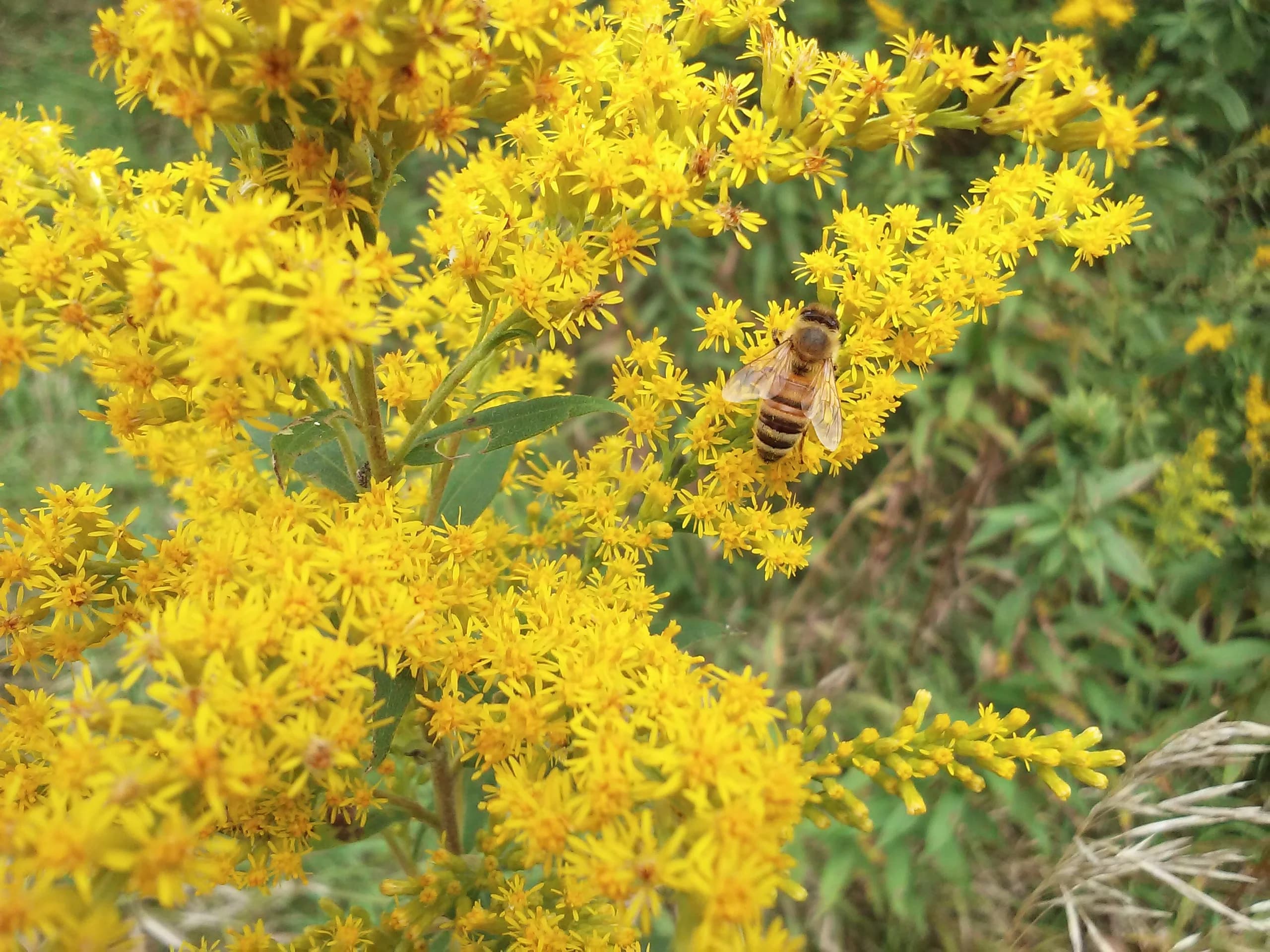 Highlandville Honey Farm