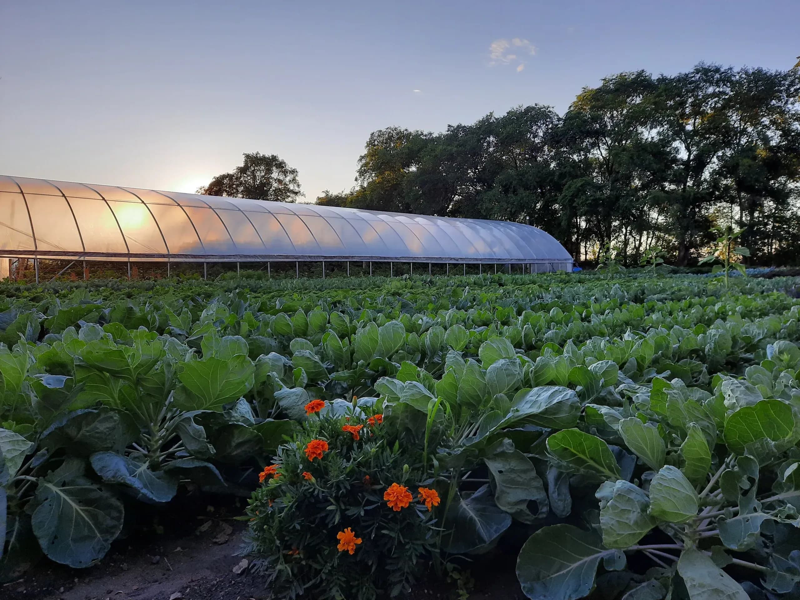 Hildebrant Farm