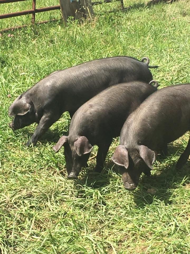 hilltop family farm