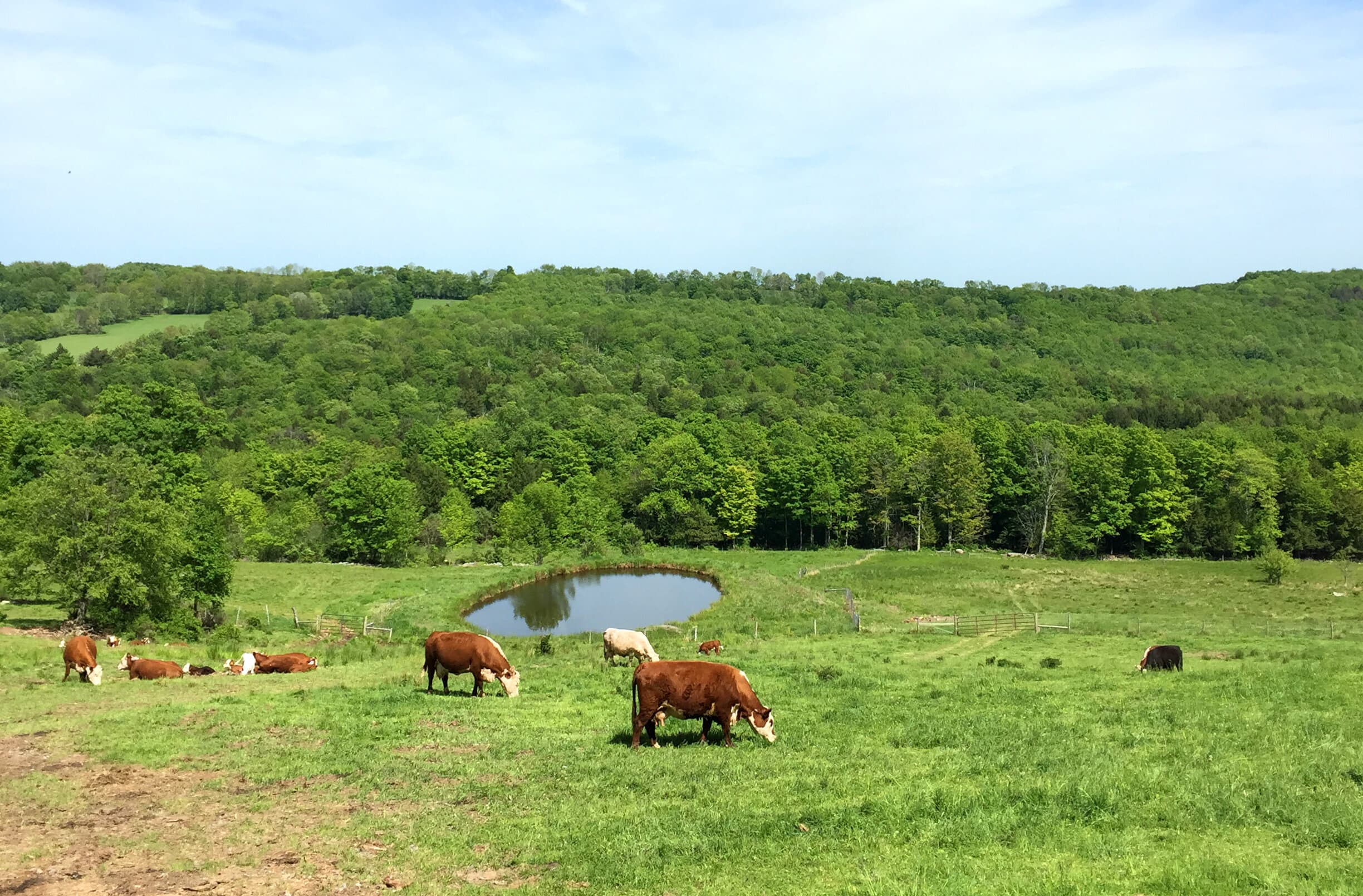 Hilly Acres Farm