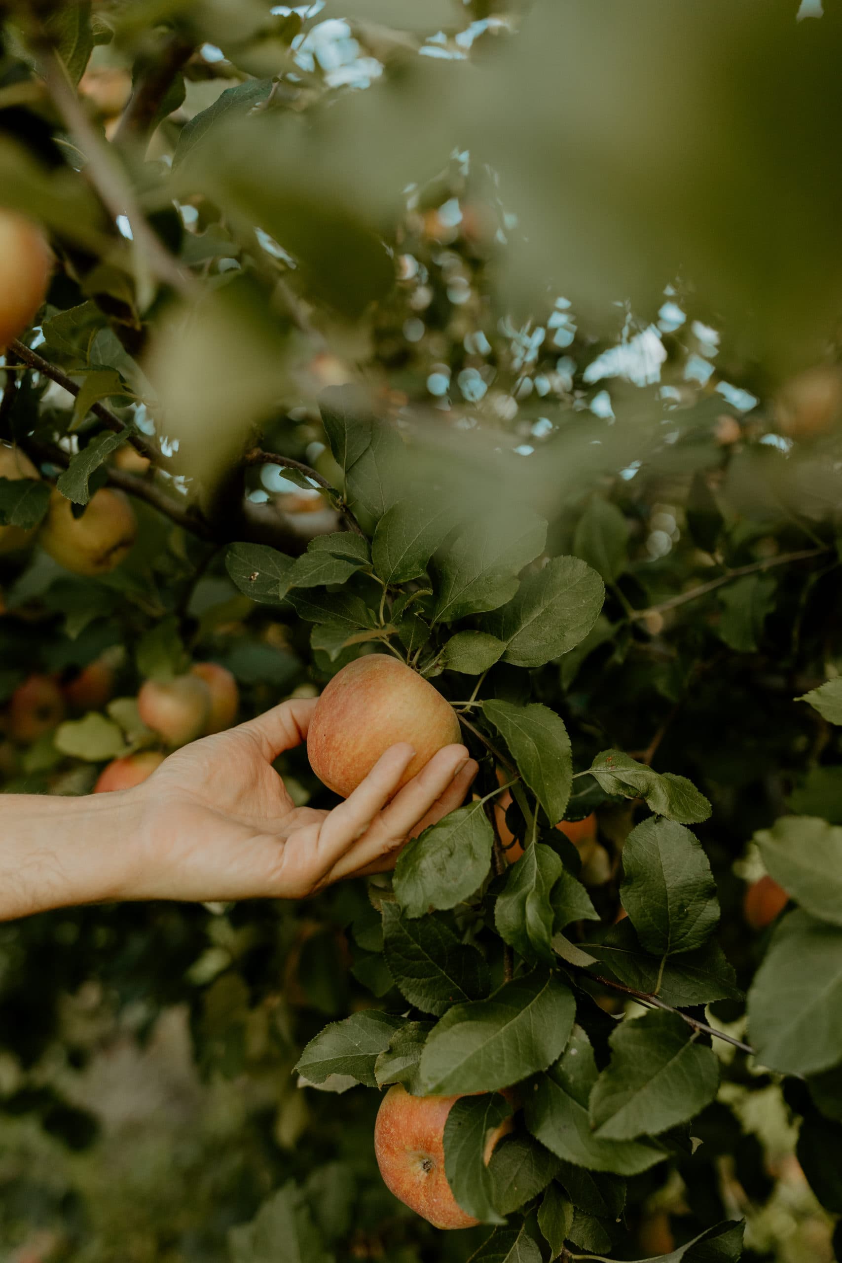 Hinton's Orchard & Farm Market photo 2