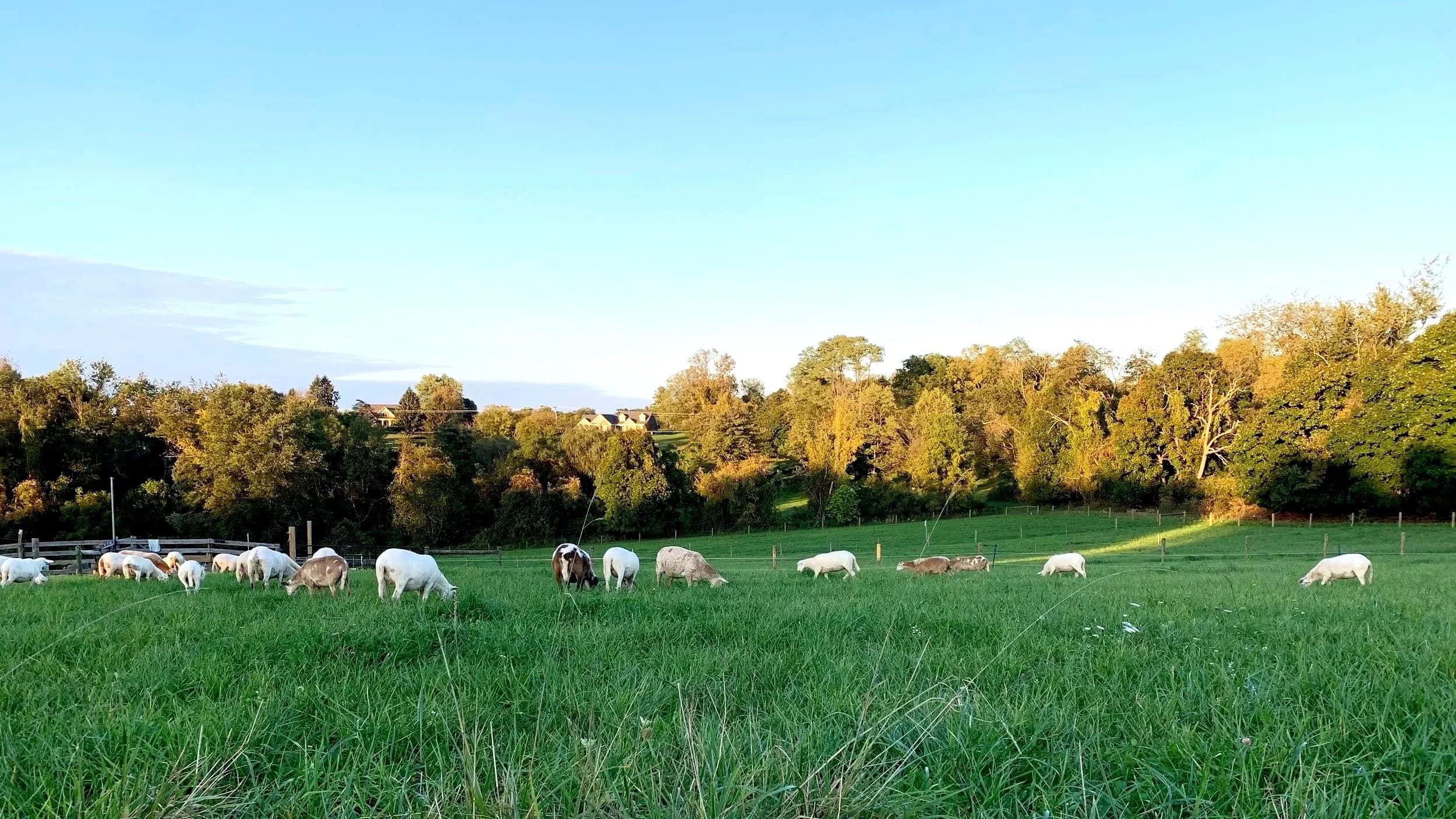 His Grace Farm