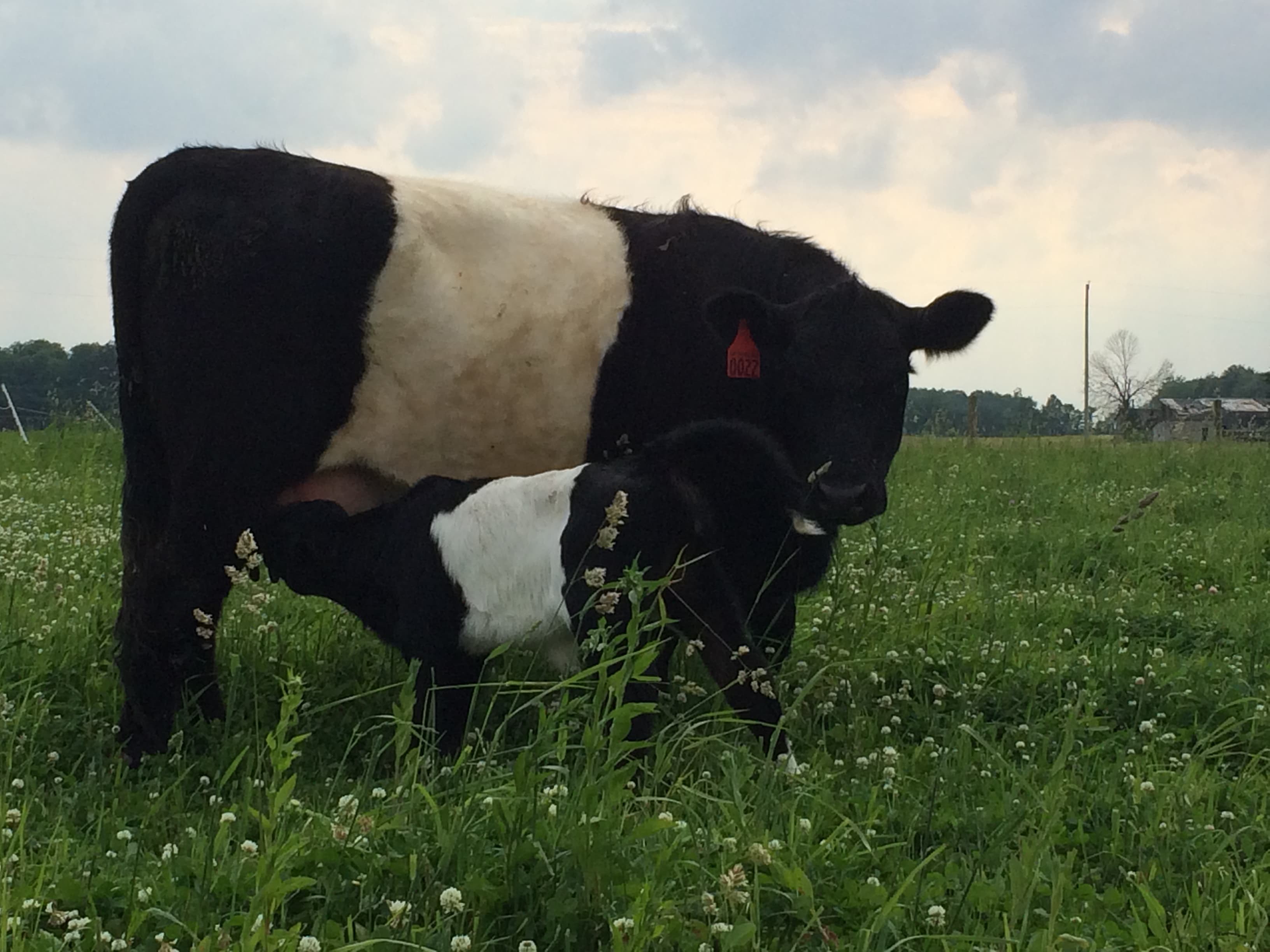Hoffman Holistic Cattle