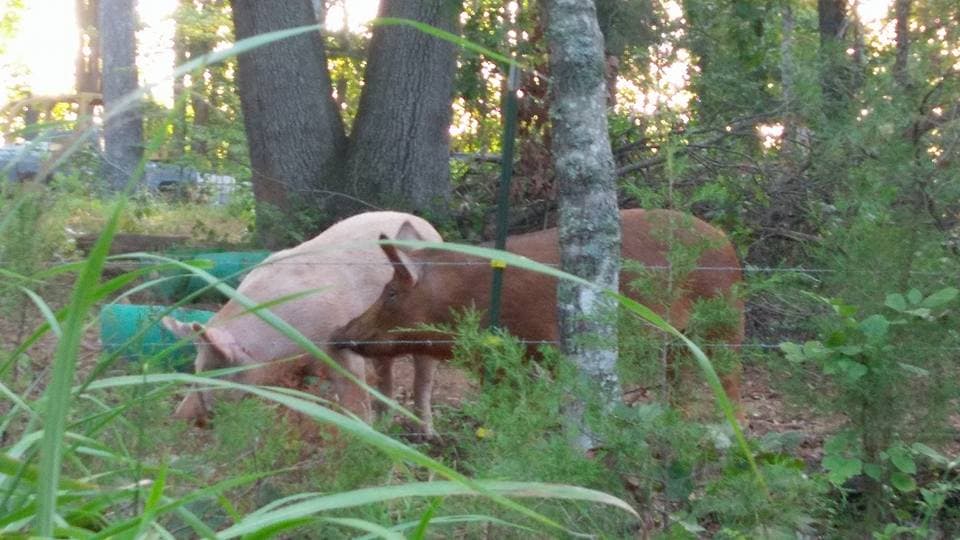 Hog Haven Farms, LLC